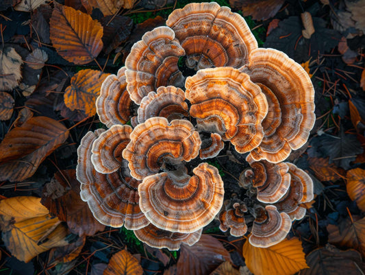 Turkey Tail Mushrooms for Dogs