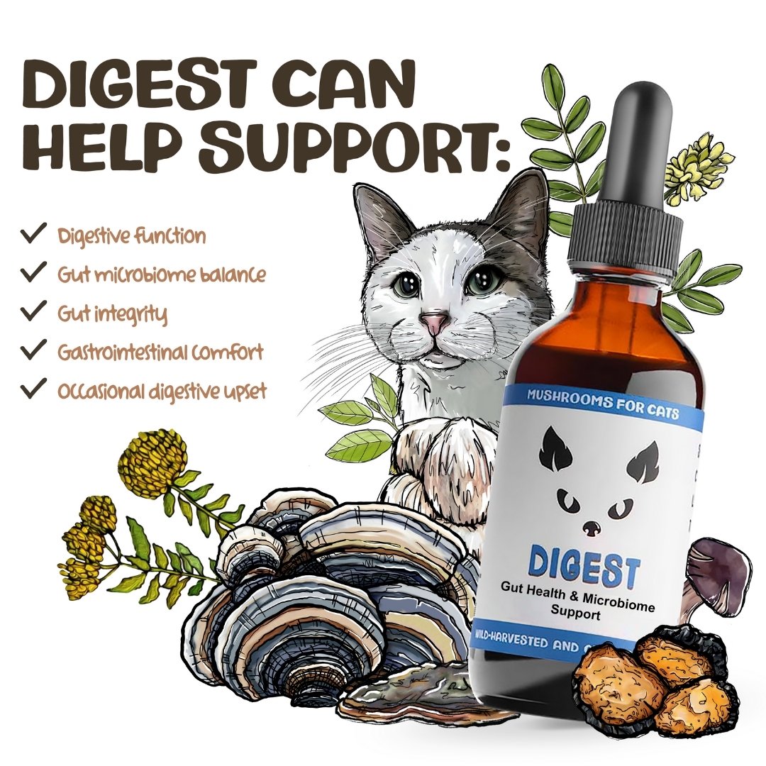 MycoCat Digest mushroom tincture for cats with illustrated cat, mushrooms, and list of supported health issues.