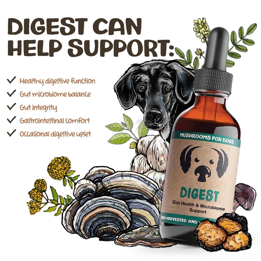 MycoDog Digest mushroom tincture for dogs with illustrated dog, mushrooms, and list of supported health issues.