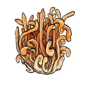 Cordyceps Cordyceps