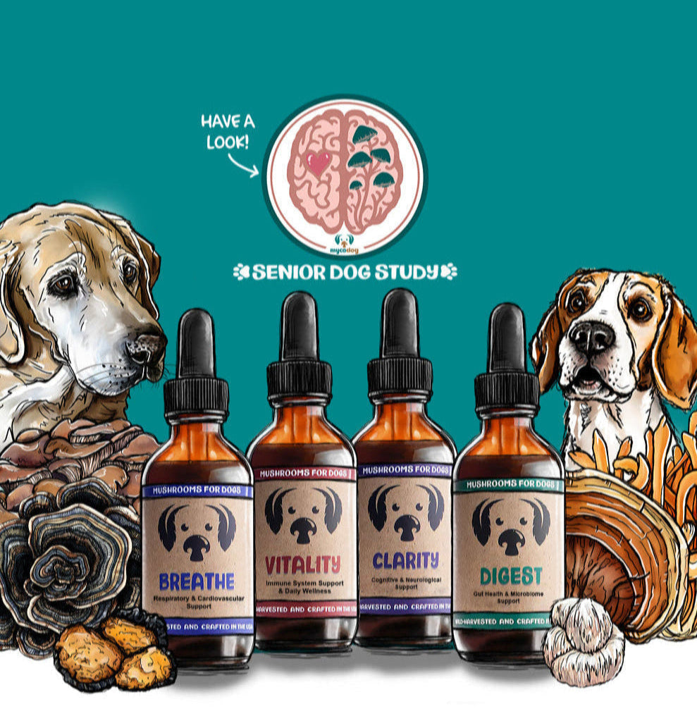 Collection of pet health products with illustrated dogs on a teal background