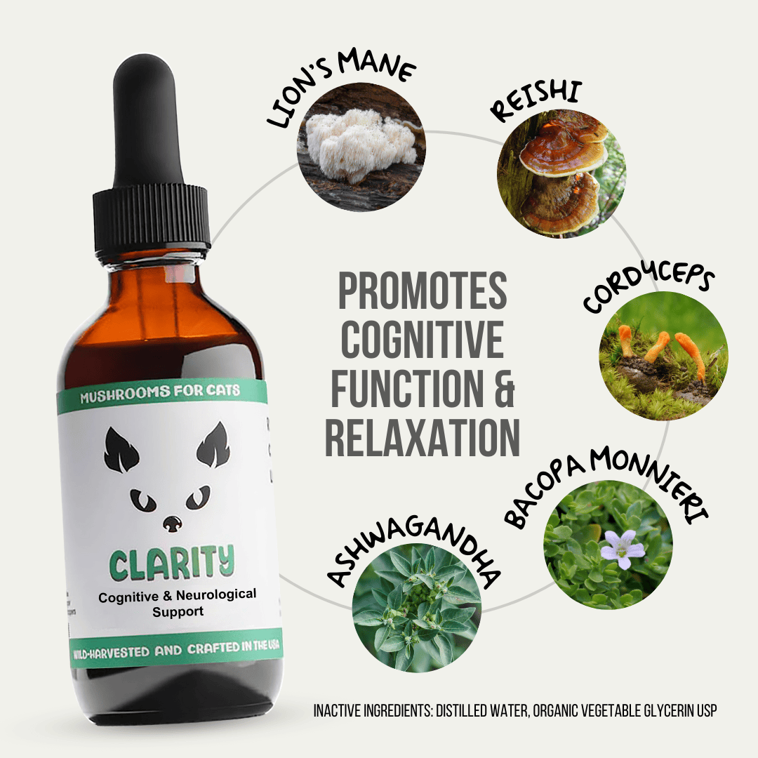 MycoCat Clarity tincture for cats, formulated with Lion’s Mane, Reishi, Cordyceps, Bacopa Monnieri, and Ashwagandha to promote cognitive health and emotional balance. Wild-harvested and crafted in the USA.