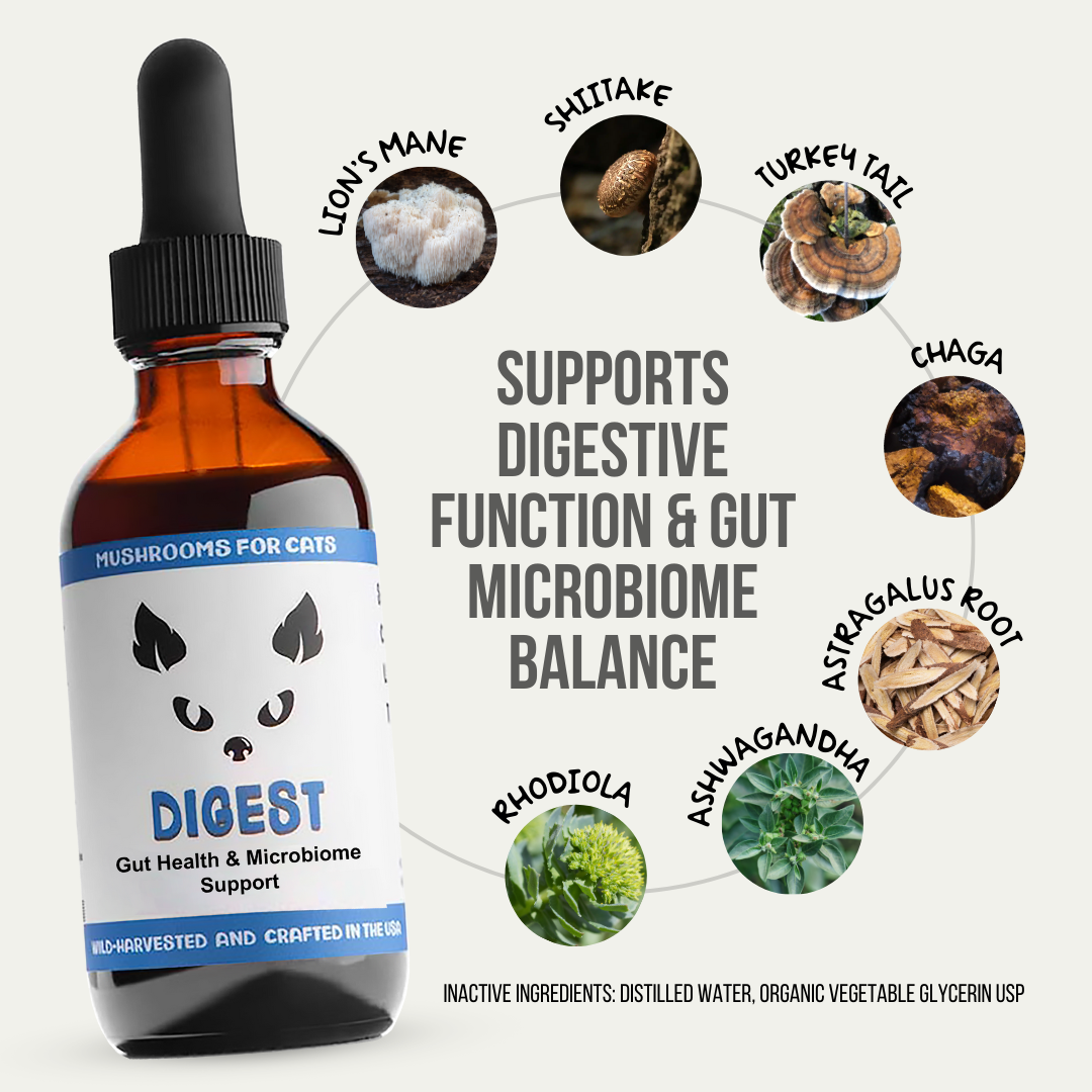 MycoCat Digest tincture for cats, combining Lion’s Mane, Shiitake, Turkey Tail, Chaga, Red Belted Conk, Astragalus Root, Rhodiola, and Ashwagandha to support digestive comfort and gut health. Wild-harvested and crafted in the USA.