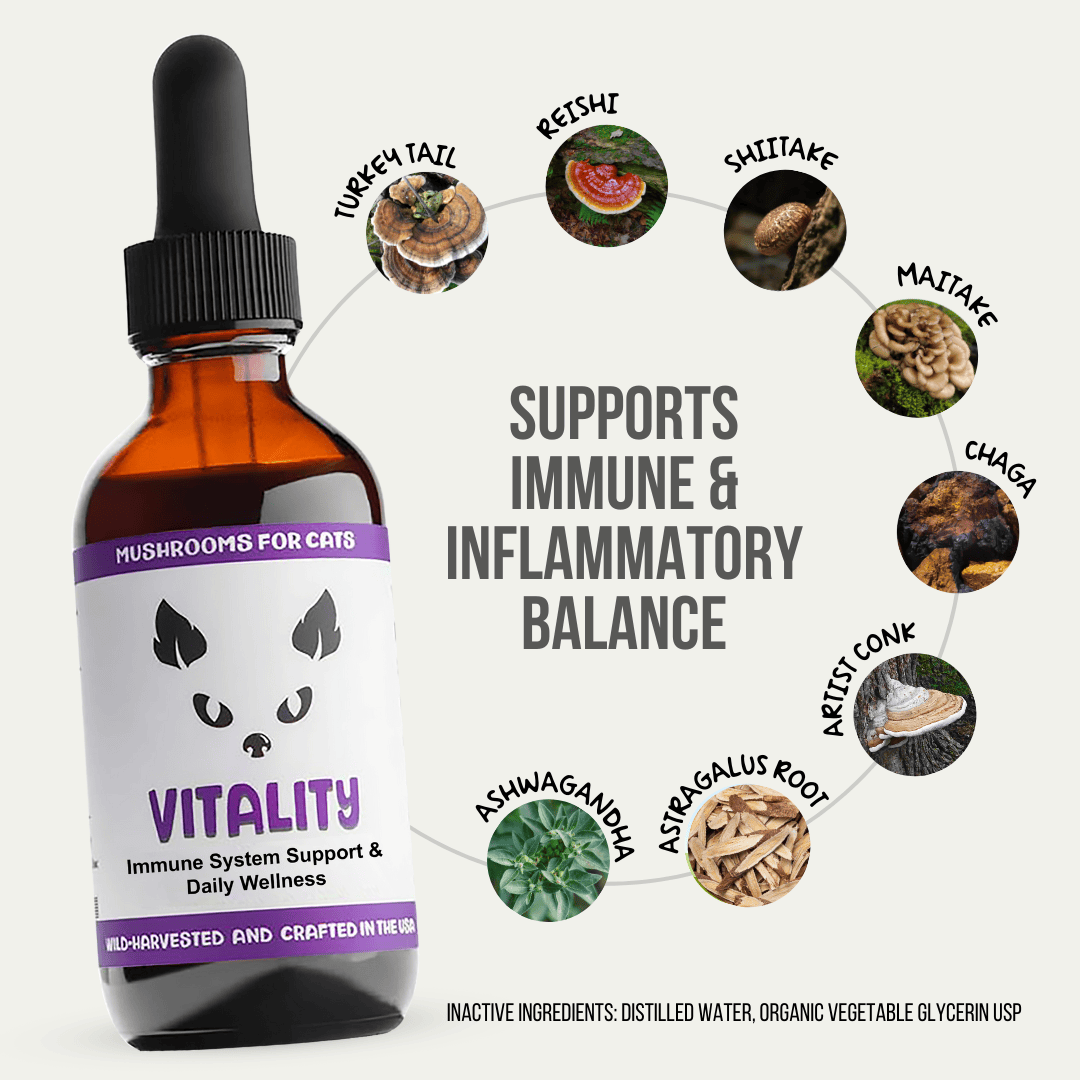 MycoCat Vitality tincture for cats, with Turkey Tail, Reishi, Shiitake, Maitake, Chaga, Artist Conk, Red Belted Conk, Astragalus Root, and Ashwagandha to support strength for autoimmune and cancer challenges. Wild-harvested and crafted in the USA.