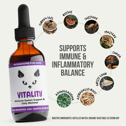 MycoCat Vitality tincture for cats, with Turkey Tail, Reishi, Shiitake, Maitake, Chaga, Artist Conk, Red Belted Conk, Astragalus Root, and Ashwagandha to support strength for autoimmune and cancer challenges. Wild-harvested and crafted in the USA.