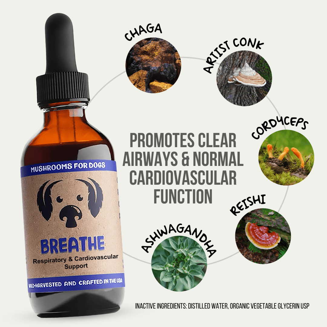 MycoDog Breathe tincture for dogs, crafted with Chaga, Artist Conk, Cordyceps, Reishi, and Ashwagandha to promote respiratory and heart health. Wild-harvested and crafted in the USA.