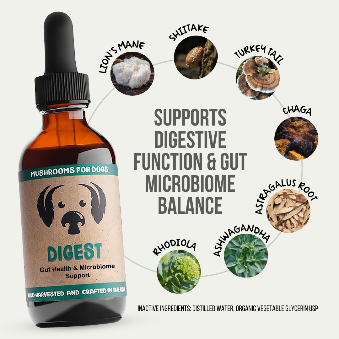 MycoDog Digest tincture for dogs, combining Lion’s Mane, Shiitake, Turkey Tail, Chaga, Red Belted Conk, Astragalus Root, Rhodiola, and Ashwagandha to support gut health and digestive comfort. Wild-harvested and crafted in the USA.
