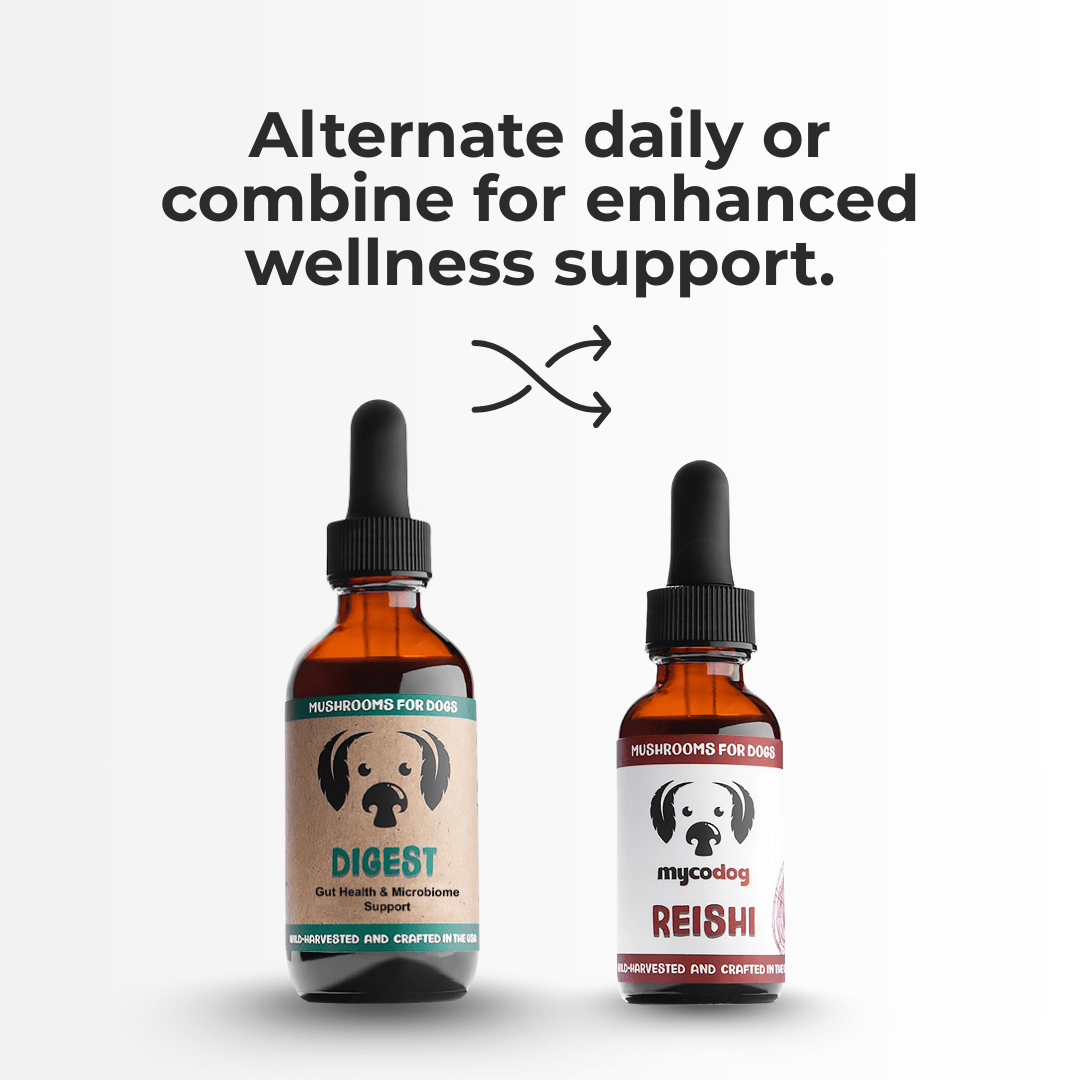 Digestive Harmony Bundle