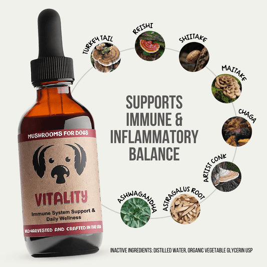 MycoDog Vitality tincture for dogs, featuring Turkey Tail, Reishi, Shiitake, Maitake, Chaga, Artist Conk, Red Belted Conk, Astragalus Root, and Ashwagandha to help with autoimmune and cancer resilience. Wild-harvested and crafted in the USA.