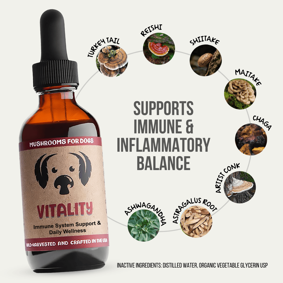 MycoDog Vitality tincture for dogs, featuring Turkey Tail, Reishi, Shiitake, Maitake, Chaga, Artist Conk, Red Belted Conk, Astragalus Root, and Ashwagandha to help with autoimmune and cancer resilience. Wild-harvested and crafted in the USA.