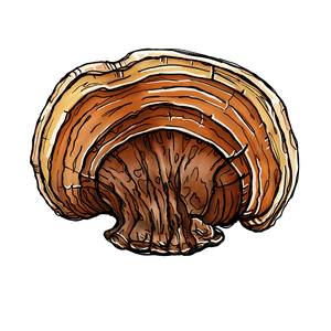 Reishi Reishi
