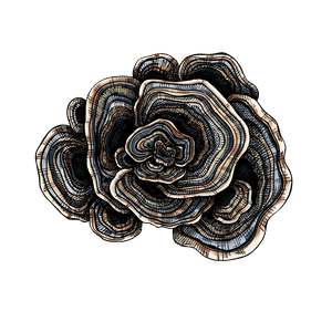 Turkey Tail Turkey Tail