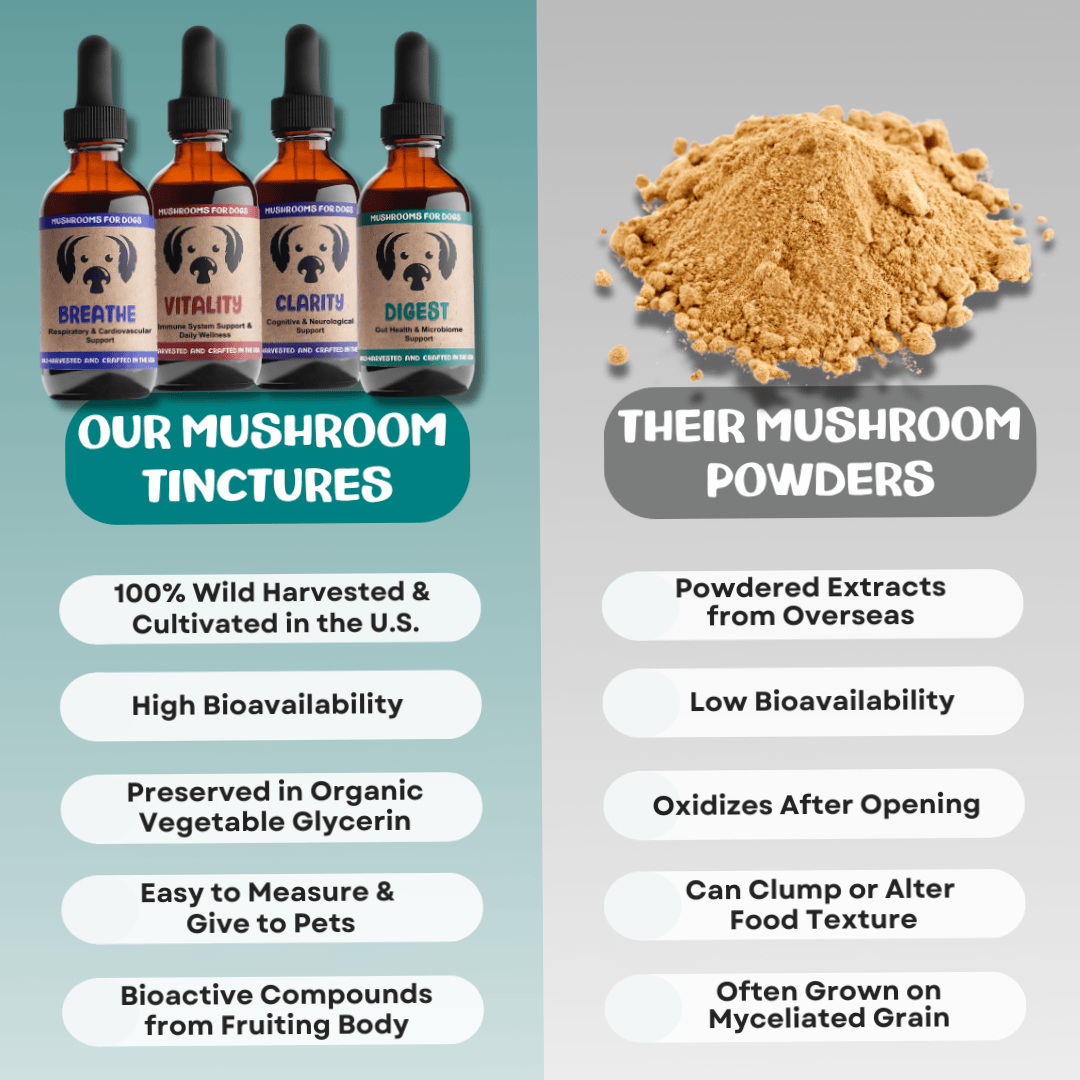 Senior Dog Cognitive Duo