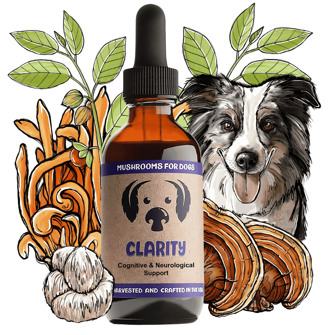 Clarity dog pet mushroom tincture by MycoDog for CCD, nervous system, mental and emotional support, featuring Cordyceps, Reishi, Lion's Mane, and Ashwagandha.