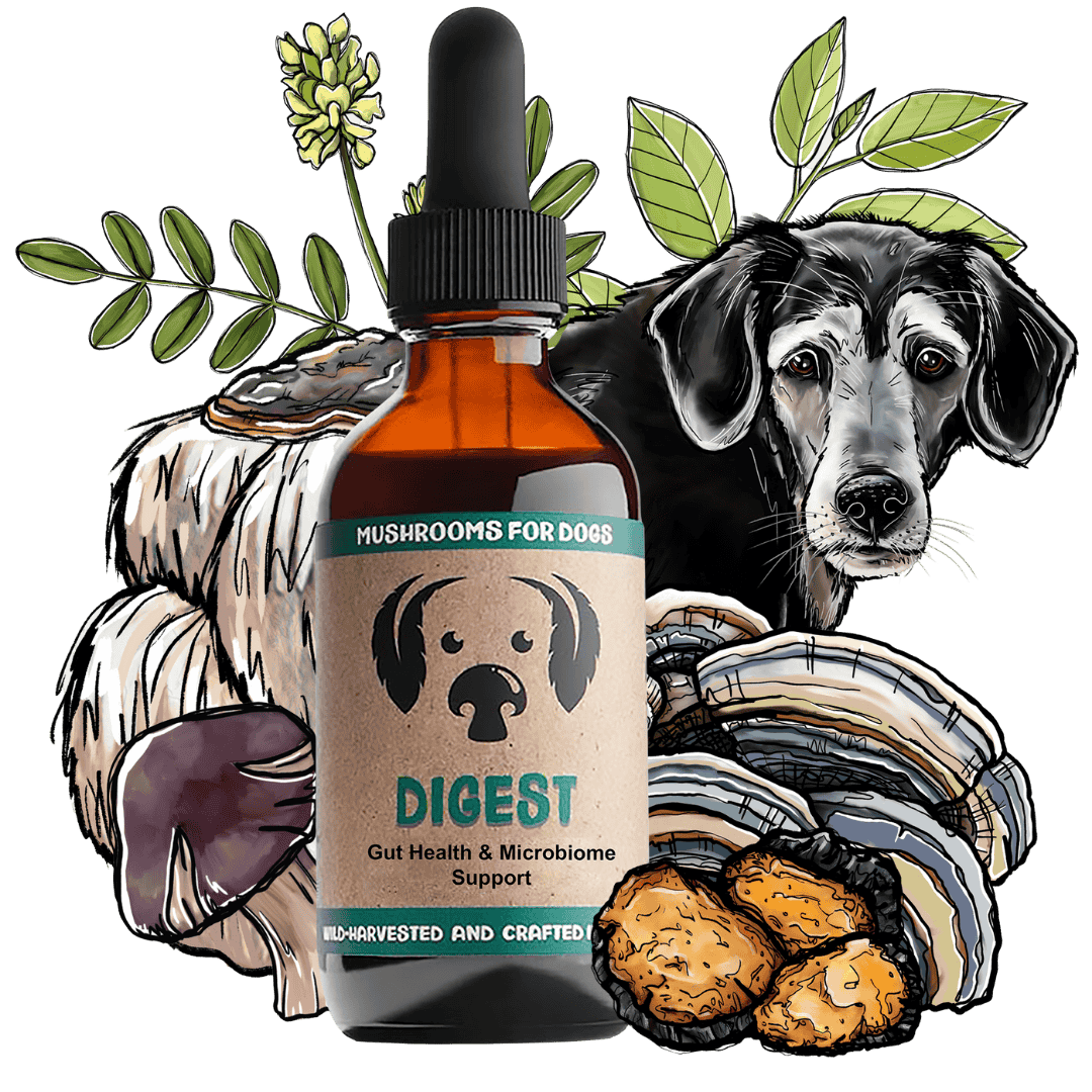 Digest dog pet mushroom tincture by MycoDog for gut health, featuring a blend of Shiitake, Maitake, Lion's Mane, and other mushrooms.