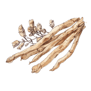 Astragalus Root Astragalus Root