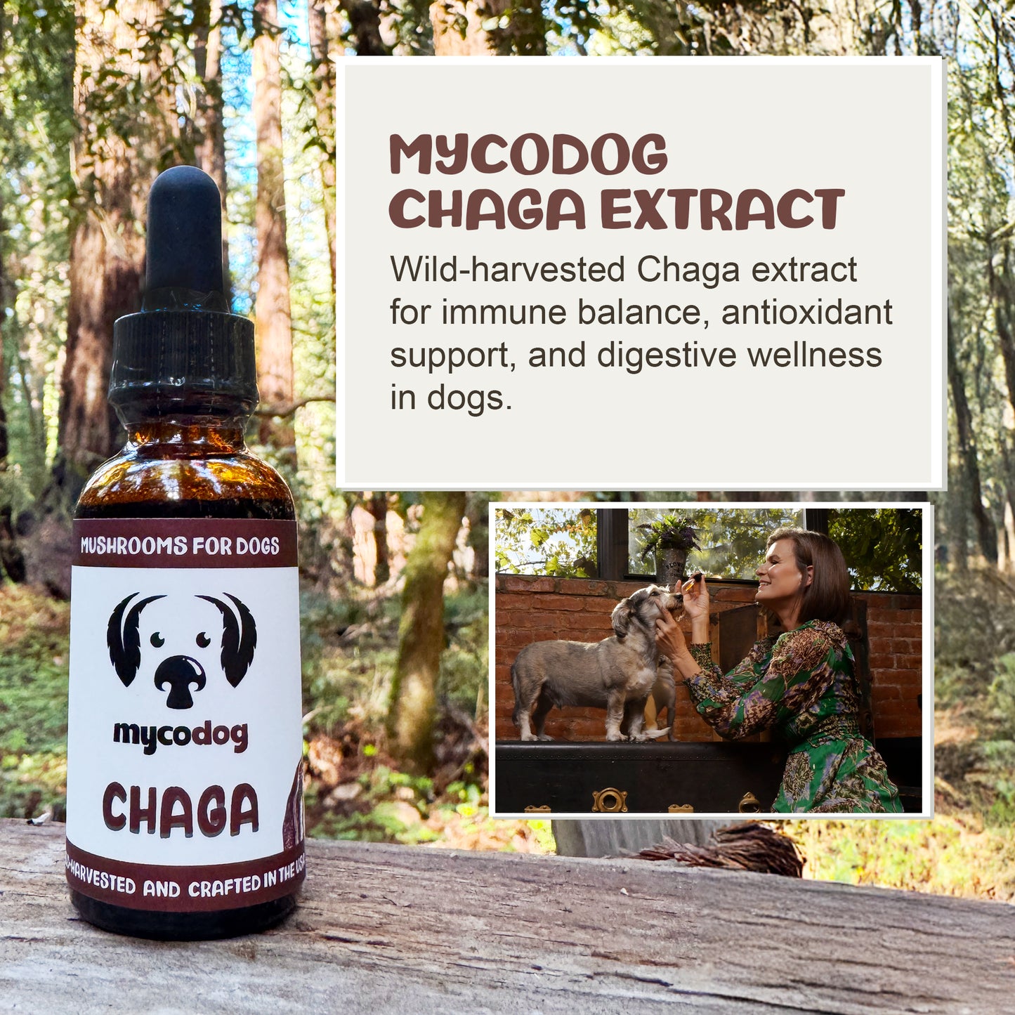 Bottle of mycodog Chaga Extract with text about its benefits for dogs, set against a forest background.