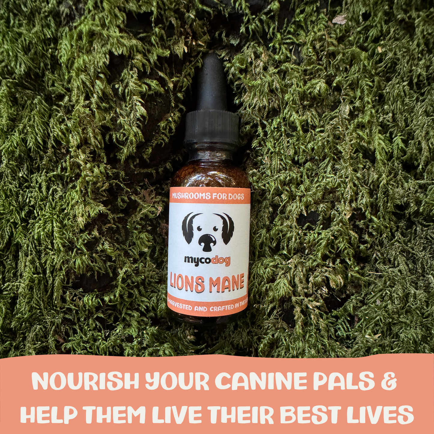 Bottle of 'Lions Mane' supplement for dogs on a green leafy background with promotional text.