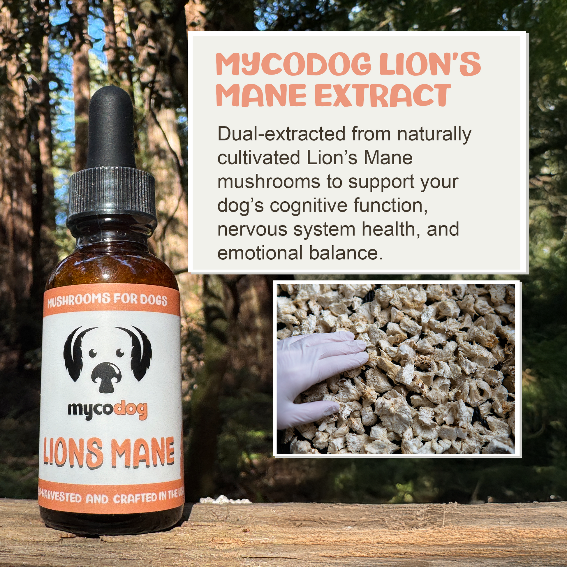 Bottle of mycodog Lion's Mane Extract with text and a close-up of mushroom powder on a wooden surface.