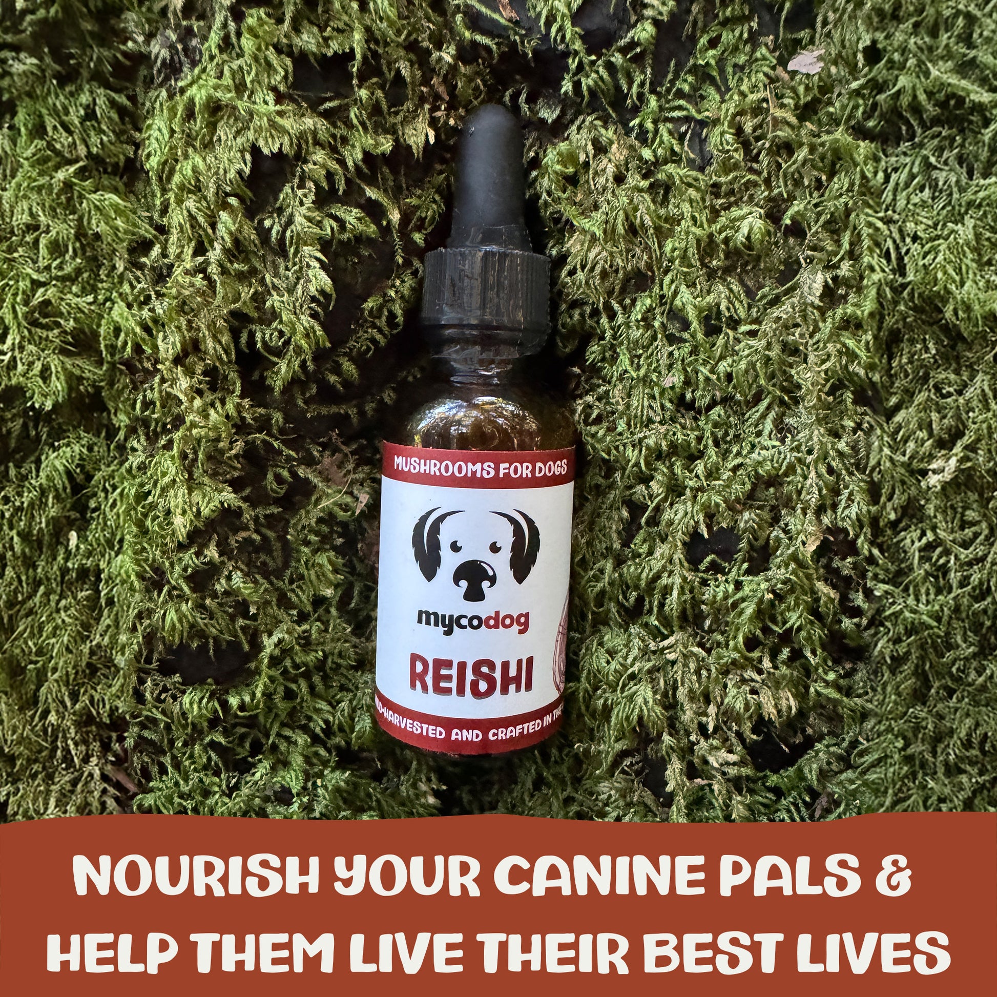 Bottle of 'mycodo' Reishi mushrooms for dogs on a green moss background with promotional text.