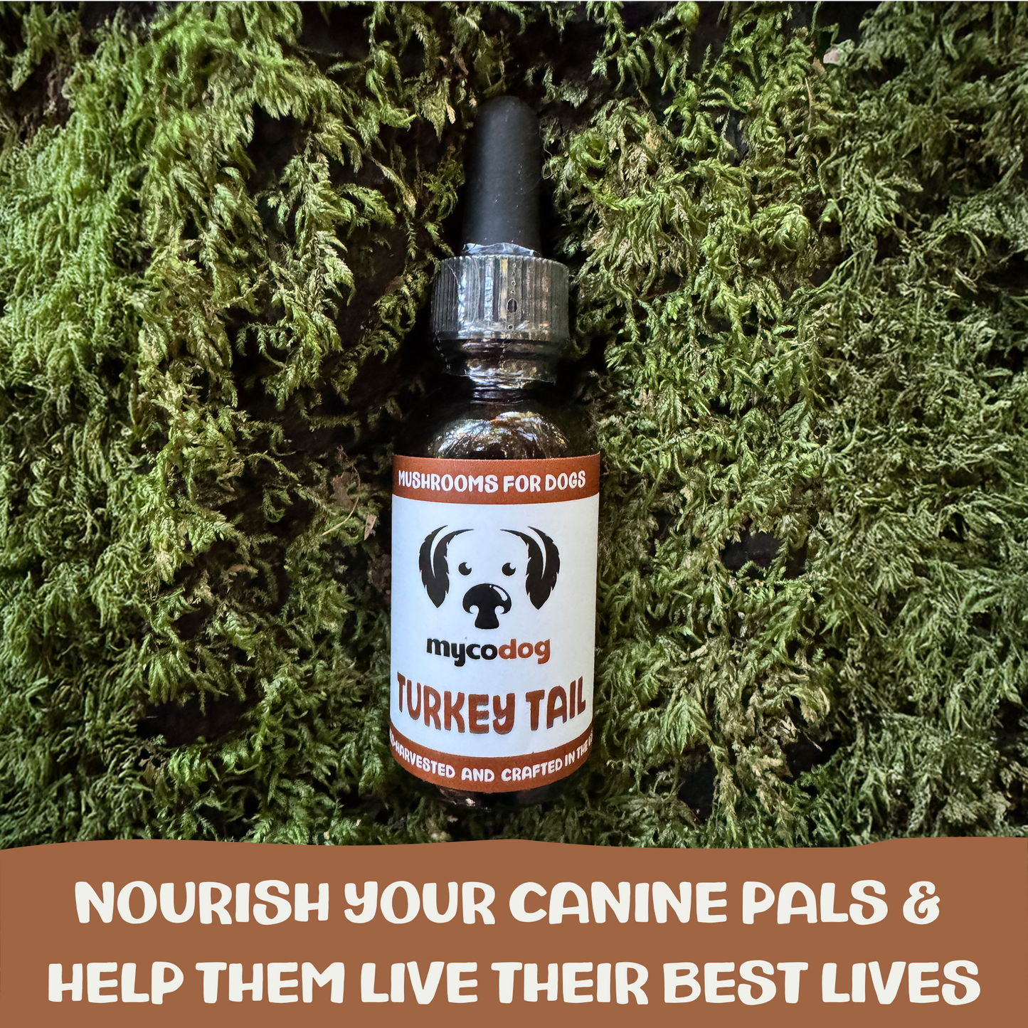 Bottle of mycodog Turkey Tail supplement for dogs on a green moss background with promotional text.