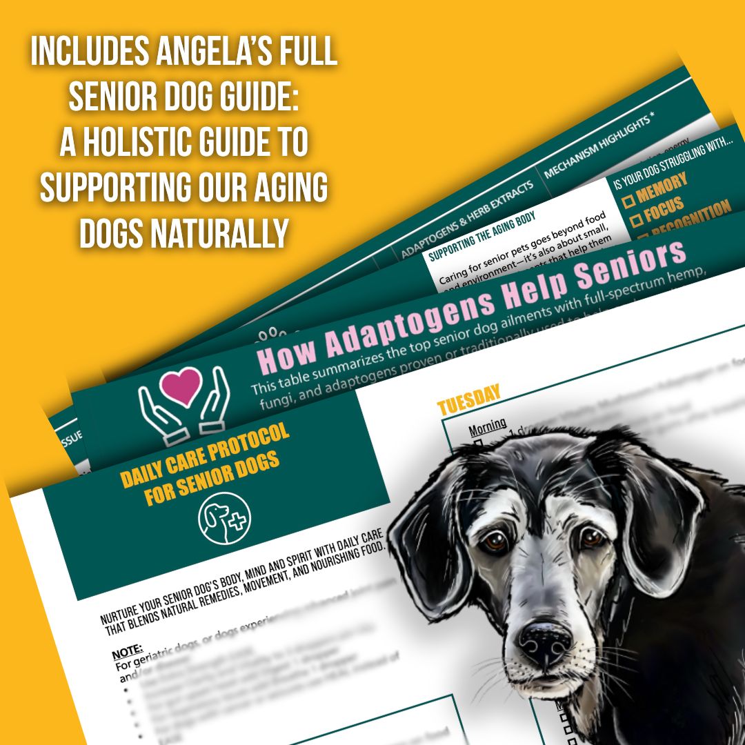 Senior Dog Wellness Bundle