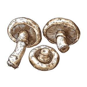 Shiitake Shiitake