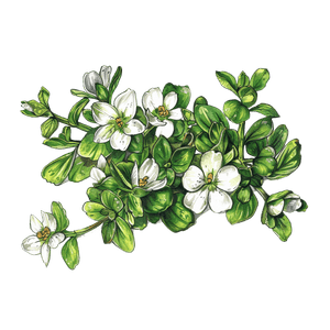 Bacopa Monnieri Bacopa Monnieri