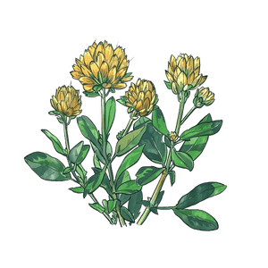 Rhodiola Rosea Rhodiola Rosea