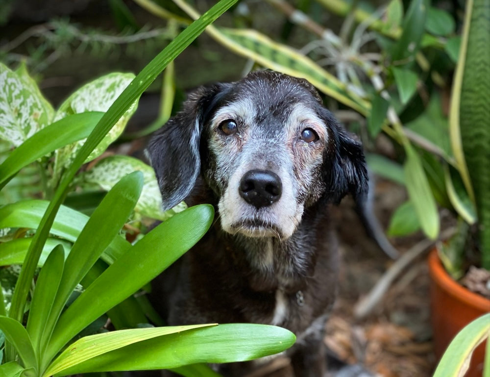 The Senior Dog Revolution: Caring for Pets Mind, Body, and Soul