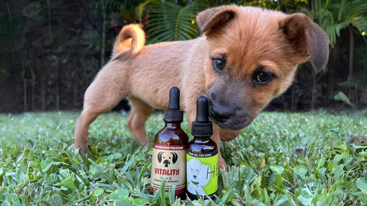 CBD & mushrooms for the immune system in pets dogs cats dog immune support natural holistic immune health