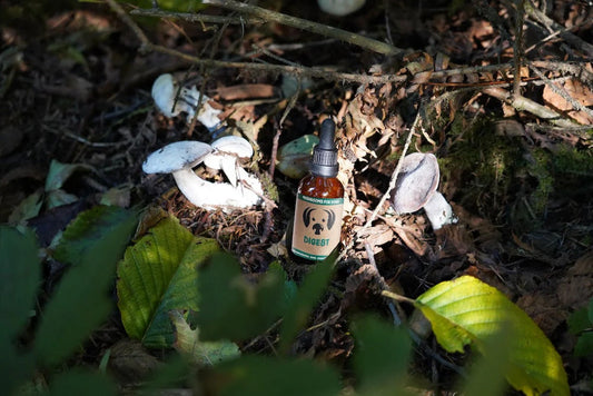 Mushrooms: Natural Prebiotics & Probiotics for Pets