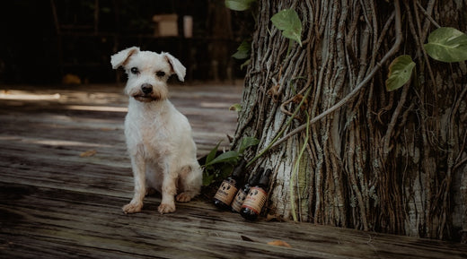 Mushroom extracts comparison tinctures vs powders mushroom liquid extract vs powder extract MycoDog