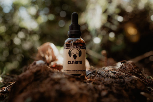New Study Finds MycoDog's Mushroom-Based Supplement Helps Senior Dogs Stay Sharper, Calmer, with 8 in 10 Showing Measurable Improvement