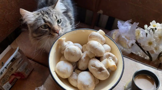 Can Cats Eat Mushrooms? What Pet Owners Need to Know
