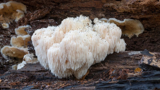 lions mane mushrooms for dogs