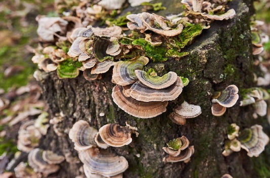 Medicinal Mushrooms for Gut Health in Dogs and Cats