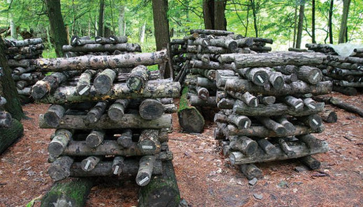 how mushrooms are grown in nature on logs cultivated wild harvested