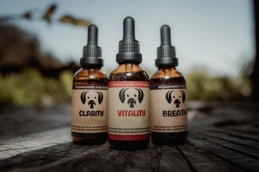 mushroom extracts for dogs mushroom supplements for dogs pets cats
