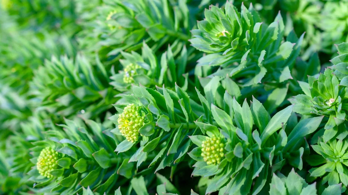 rhodiola for dogs rhodiola for cats pets