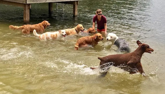 How to Keep Your Dog Cool and Safe in the Summer Heat