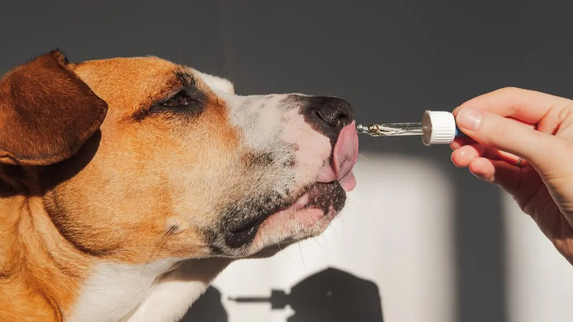 The Truth About "All-in-One" Pet Supplements: How to Spot Real Nutrition vs. Marketing