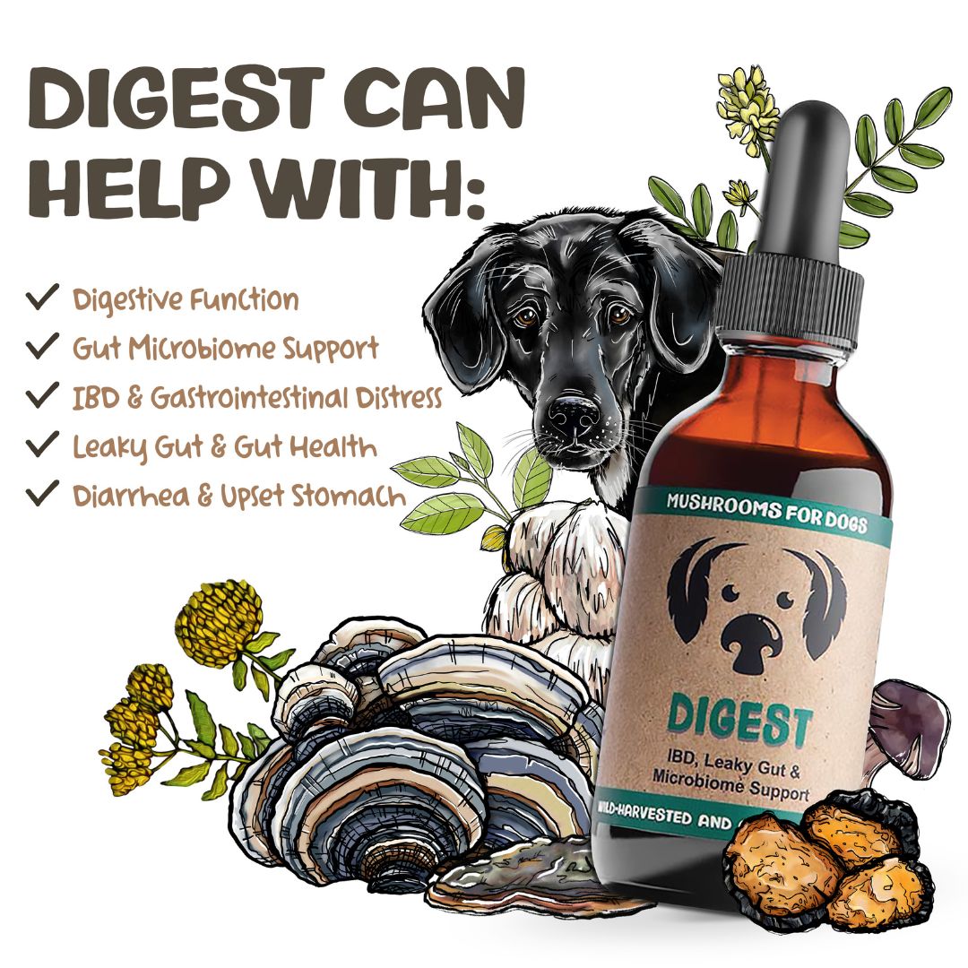 MycoDog Digest mushroom tincture for dogs with illustrated dog, mushrooms, and list of supported health issues.