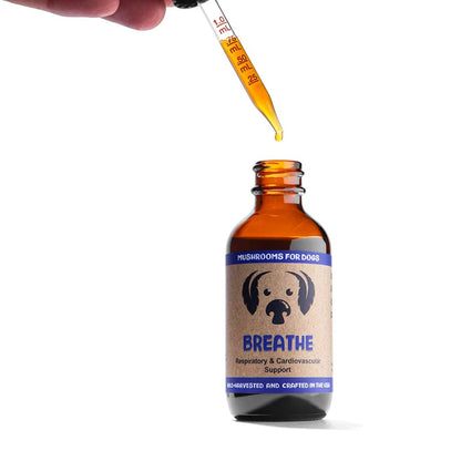 Breathe dog mushroom tincture by MycoDog for respiratory and cardiovascular support, featuring Cordyceps, Reishi, Artist Conk, Chaga, and Ashwagandha. Ideal for brachycephalic dogs, dogs with collapsed trachea, allergies, or breathing issues."