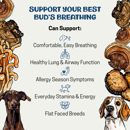 Promotional graphic for dog health support, featuring illustrated dogs along the bottom corners and various mushrooms along the top and right edges. The central text reads 'SUPPORT YOUR BEST BUD'S BREATHING' and lists benefits such as comfortable, easy breathing, healthy lung and airway function, allergy season symptoms, everyday stamina and energy, and flat-faced breeds.