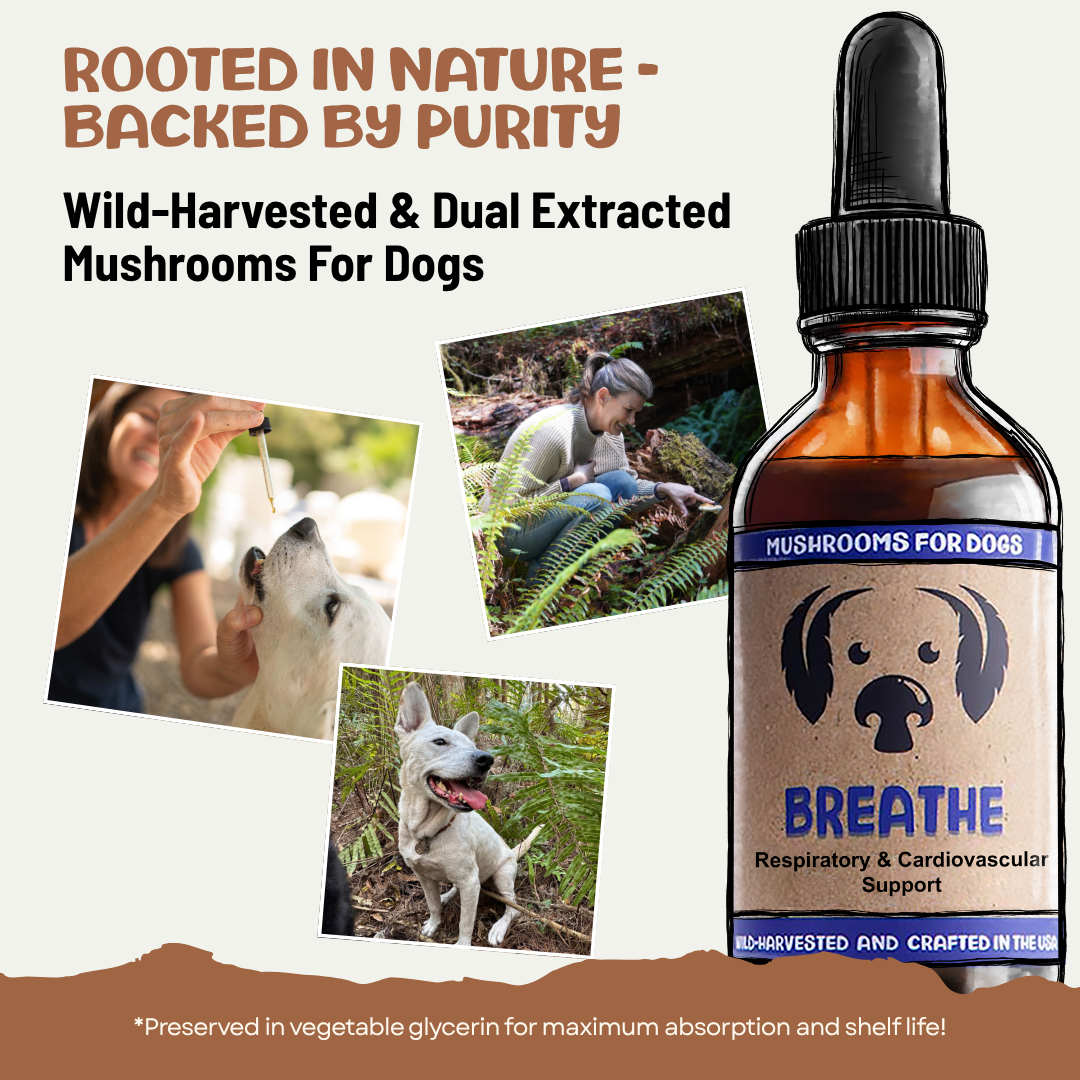 An amber glass dropper bottle labeled 'BREATHE Mushrooms for Dogs' shown on a light beige background with marketing text and three small photos of a person feeding or training a dog.