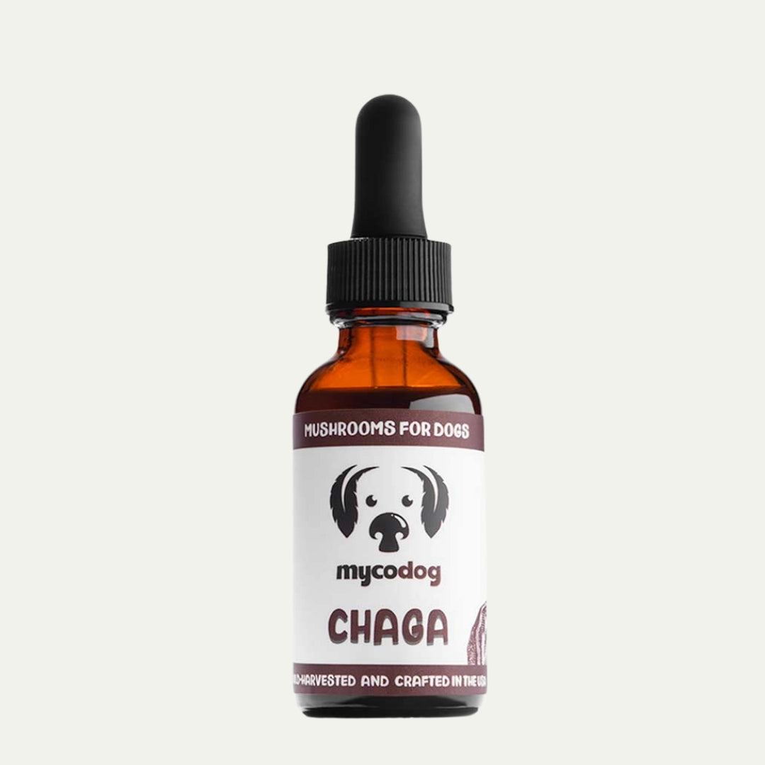 Chaga Mushroom for Dogs