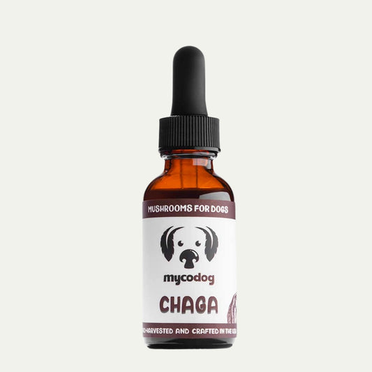 Chaga Mushroom for Dogs