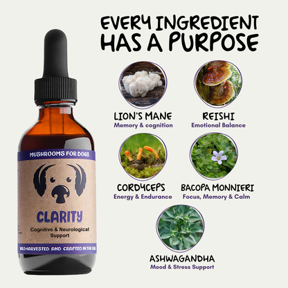MycoDog Clarity