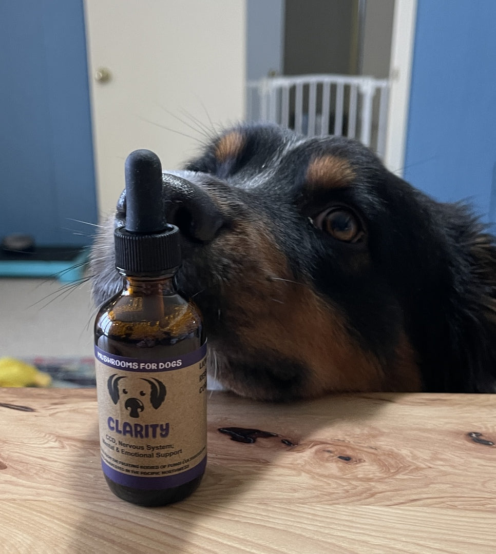 Mycodog Clarity mushroom extract blend for cognitive support senior dog mushroom blend cognitive support CCD dementia